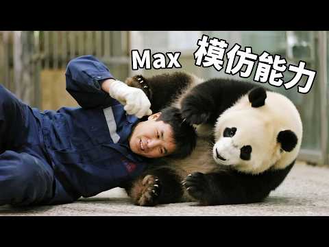 大熊猫的模仿能力真的很强，奶爸摔倒后崽崽们也都打滚，原来摔竹子的技能是这么来的【你好大熊猫】