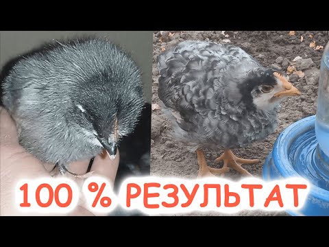 ANNIVERSARY THAT PROPOYUVANNYA KURCHAT IN THE FIRST DAYS OF LIFE! LOOK AT THE KURCHATS! !