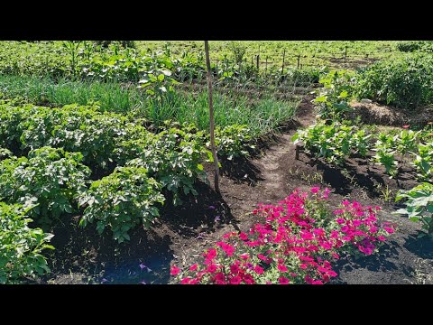 НАШ ЛЮБИМЫЙ ОГОРОД С ОБИЛЬНЫМ УРОЖАЕМ! Обзор на 17 июля 2023 года.