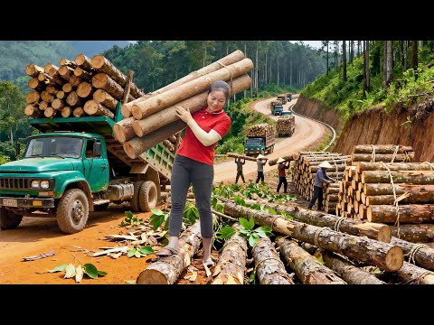 Use Trucks to Harvest and Transport a Large Load of Wood to the Lumberyard