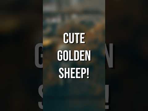 Cute golden sheep 🐑 #shorts