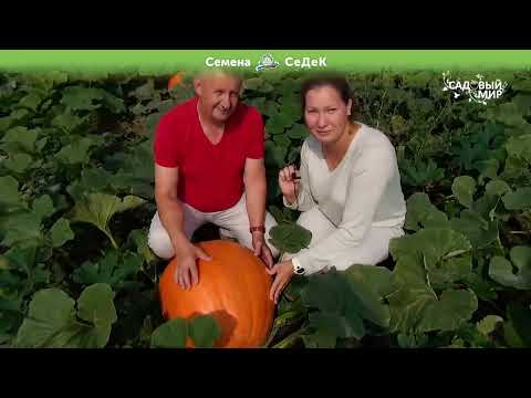 Тыквы-гиганты в Подмосковье!