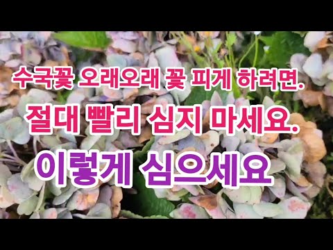 수국 화초" 제발 빨리 심지" 마세요! 비싼 수국 사다가. 죽이지 말고요. 이렇게 심으면 해마다 꽃 풍성하게 핍니다.