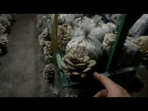 обязательно маски,сново вентиляция и вытяжка,первый опыт,отличный уражай