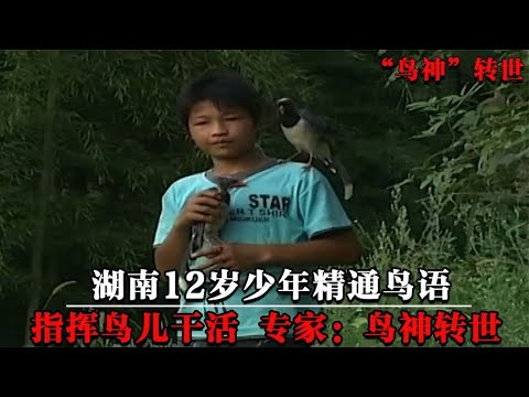 湖南12岁少年精通鸟语，可与鸟对话指挥鸟干活，村民：鸟神转世【墓史迷踪】