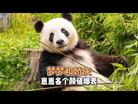 梦梦和娇庆的崽崽各个颜值爆表，真不愧是海外最美熊猫妈妈