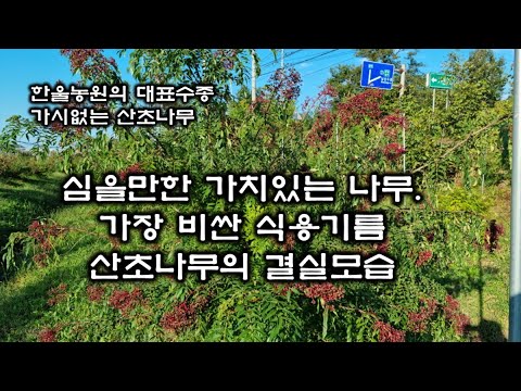 The fruiting appearance of a prickly ash tree. A crop that can be a source of income, producing t...