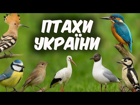 Птахи України. Відео про птахів. Спів птахів
