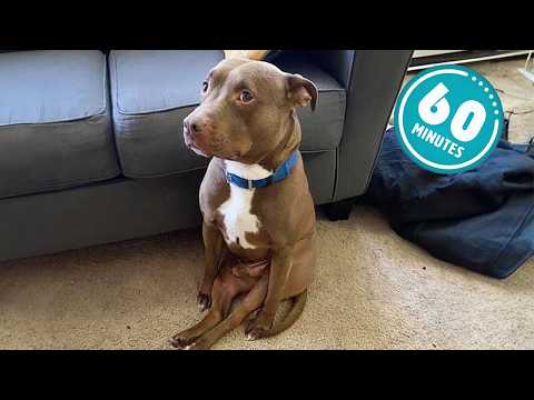 1 Hour of the Funniest Animal Videos 2025 😂