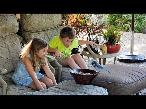 Hungry Blue Jay Eats Peanuts from kids hands