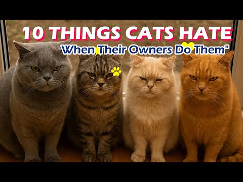 10 Cat Behaviors That Mean “I’m Annoyed!