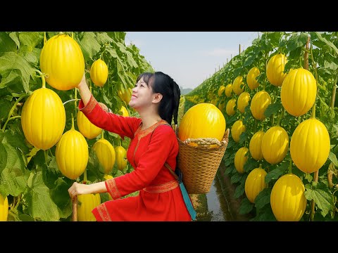 Secret July | Harvesting Ton of Yellow Melons In Garden To Sell | Farm Care | Luyến Harvest Life