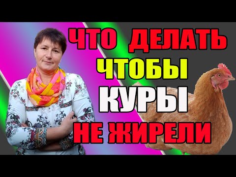 Что делать, чтобы куры не жирели.