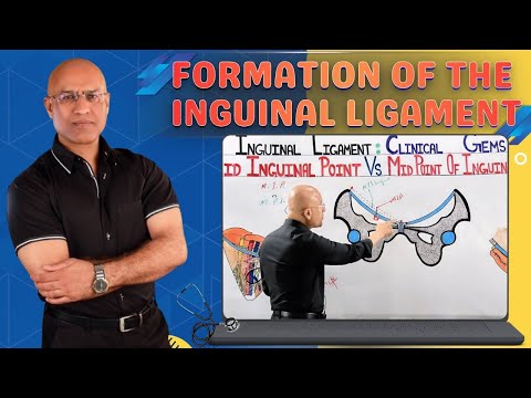 Formation of the Inguinal Ligament | Human Anatomy