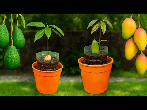 🥭🥑Avocado and Mango: Everything about How to Grow Them at Home