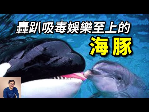 跟虎鯨學衝灘捕獵，跟人類學社交娛樂，把河豚當做零食，海洋裡智商最高的動物——海豚【老肉雜談】#動物 #海洋生物 #野生動物 #海豚 #dolphin