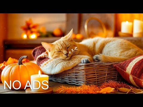 24 HOURS of Sleep Music for Cats 🐈 Anxiety Relief Music For Cats ♬ Sleep Music #catmusic