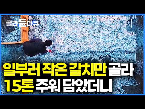 역시 효율 최고 한국인. 버리는 것 없이 깔끔하게 손질한 갈치 잘 모아 돈 번다｜직접 만드는 어묵 가공 과정｜극한직업｜#골라듄다큐