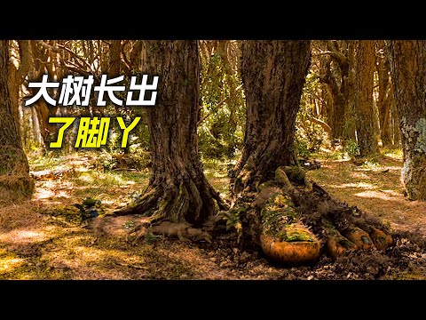 大樹長出了腳丫，追得兩孩子不停地奔跑，科幻，奇幻，電影，解說，獵奇，懸疑，冒險，超能力