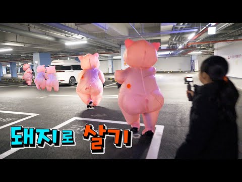 돼지로 살면 어떨까 !? 차 타는게 너무 힘들어요 ㅋㅋㅋㅋ