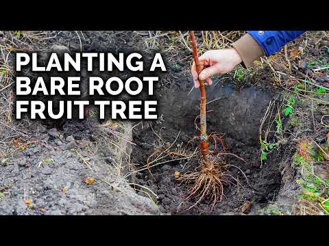 How to Plant a Bare Root Fruit Tree with @TomSpellman
