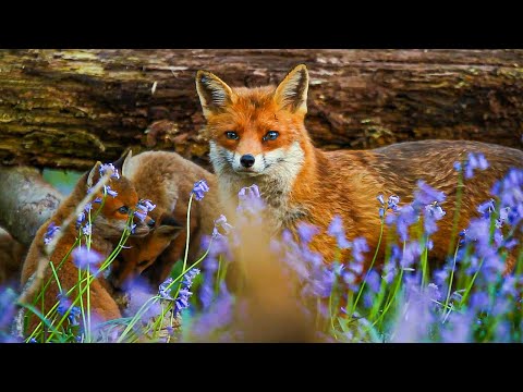 Wildlife and Humans Living Together in Cities of Wild Great Britain | Our World