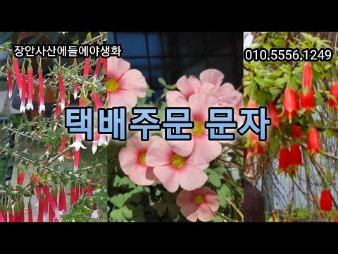 #에파크리스#심홍수몽#뿔남천#별피기원종수선화#향기별꽃#선녀꽃#화이트마네퀸#히말라야앵초#천리향#개나리자스민#쿠페아