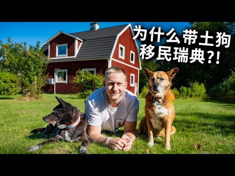 为了两土狗有更好的生活，跨越一千公里搬家瑞典，移民原因太现实 Why I Move to Sweden with My dogs? [4k]