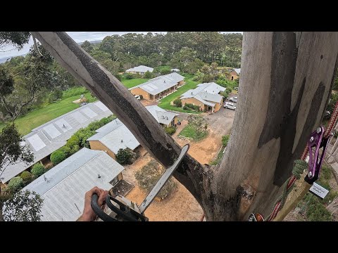 ONE more CLIMB!!! TREE PRUNING for a hotel!! #treecare