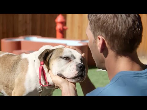 Brandon McMillan Rescues an Abused Dog | Lucky Dog