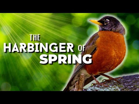 The American Robin -A Harbinger of Spring