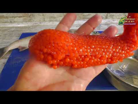 This is how you need to salt red caviar CORRECTLY, the best recipe of 2024!