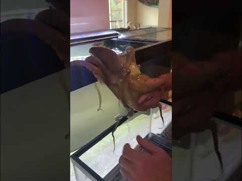 Tommy, the octopus loves to go on cruises around the house ￼