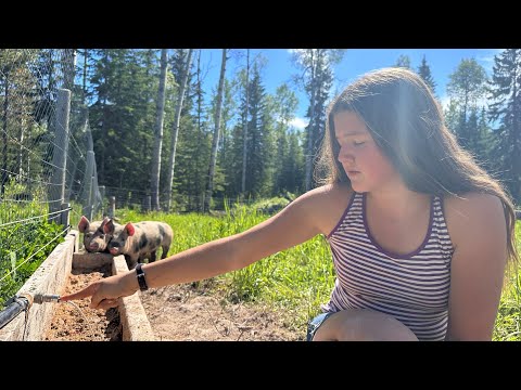 Raise Pigs on your Self Sufficient Homestead