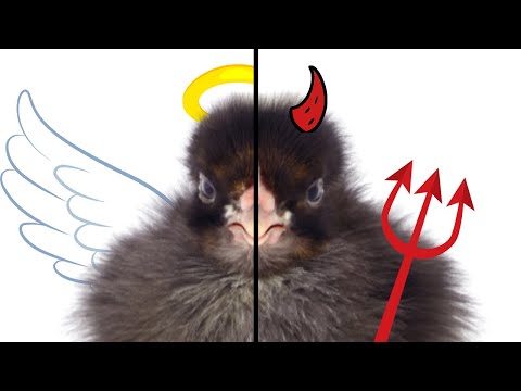 How to raise sweet roosters (Start young!)