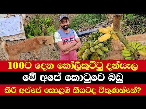 මේ අපේ කොටුවෙ බඩු | 100ට දෙන කෝලිකුට්ටු දන්සැල | කිරි අප්පේ කොළඹ කීයටද විකුණන්නේ?