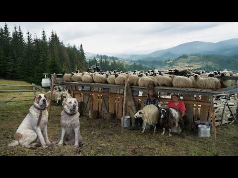 Life in Total Isolation: Shepherding 750 Sheep in the Remote Carpathians
