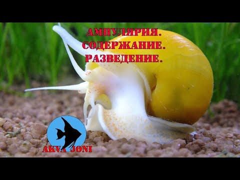 Ампулярия. Содержание. Разведение.