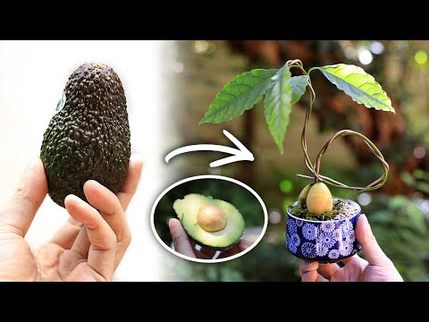 Avocado Teacup Mini Bonsai [Bonsai Diary 12/20] Easy Gardening for Beginners, How to Make Bonsai DIY