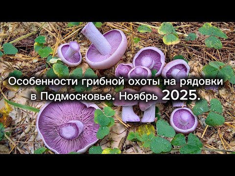Mushroom hunting for rowan mushrooms in the Moscow region. November 2025.