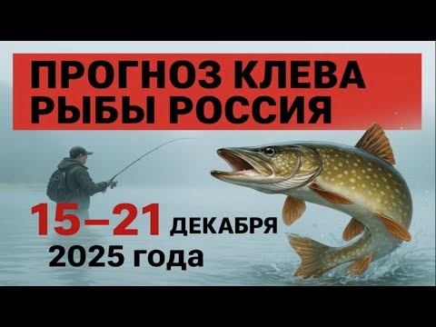 ПРОГНОЗ КЛЁВА в России с 15 по 21 декабря 2025: Аномальная оттепель! Ловить или сидеть дома?