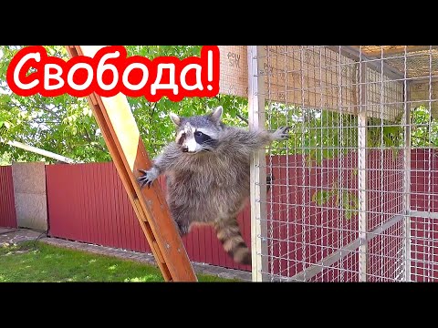 VLOG Лимона выпустили на свободу
