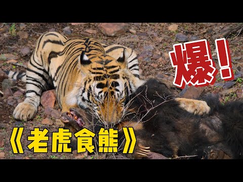 《2025最催淚的虎族力作：叢林不語，母愛如嘯》