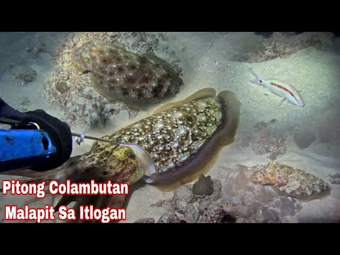 Episode 644 dive 1 pitong Colambutan Malapit Sa Itlogan night spearfishing Philippines 