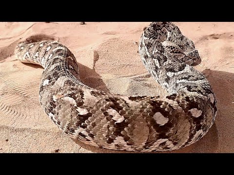 اضخم افعى شديتها في الصحراء شوف اشنو درت نطلب من الله السلامه وصافي 