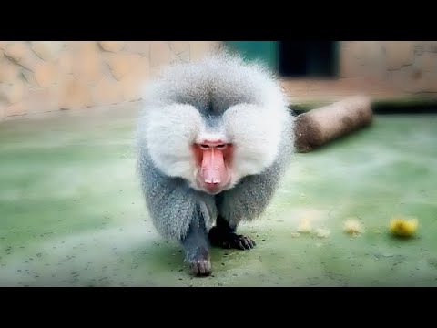 Его НЕ ИСПУГАЛА даже палка-подавалка! ГАМАДРИЛЫЧ Елисей- наш человек, не Руслан и ладно! Тайган