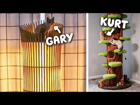 I Got Crazy Cat Trees to Get My Cats Reactions