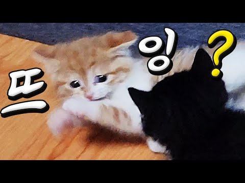 거실점령군이 된 아기고양이들! 그리고 너무나 야윈 길고양이 삼색이... #길냥이 #길고양이구조 #고양이