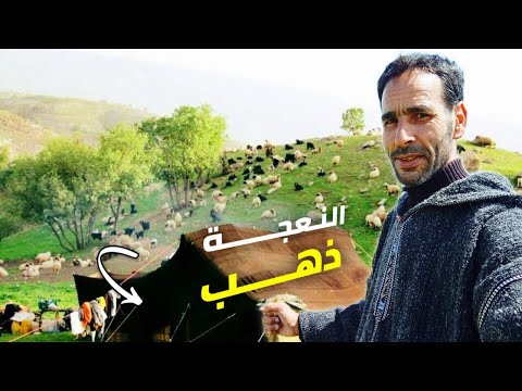 أسرار لا غنى عنها لنجاح مشروع تربية الأغنام 🐏 طبقها والربح مضمون،؟💰
