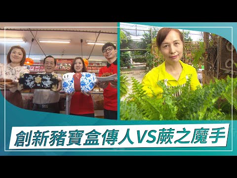 草地狀元-創新豬寶盒傳人vs蕨之魔手(2022.11.28播出)